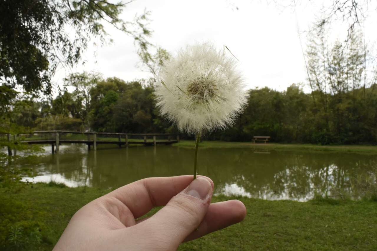 The Porto Alegre — Taraxacum officinale no Jardim Botânico de Porto Alegre
